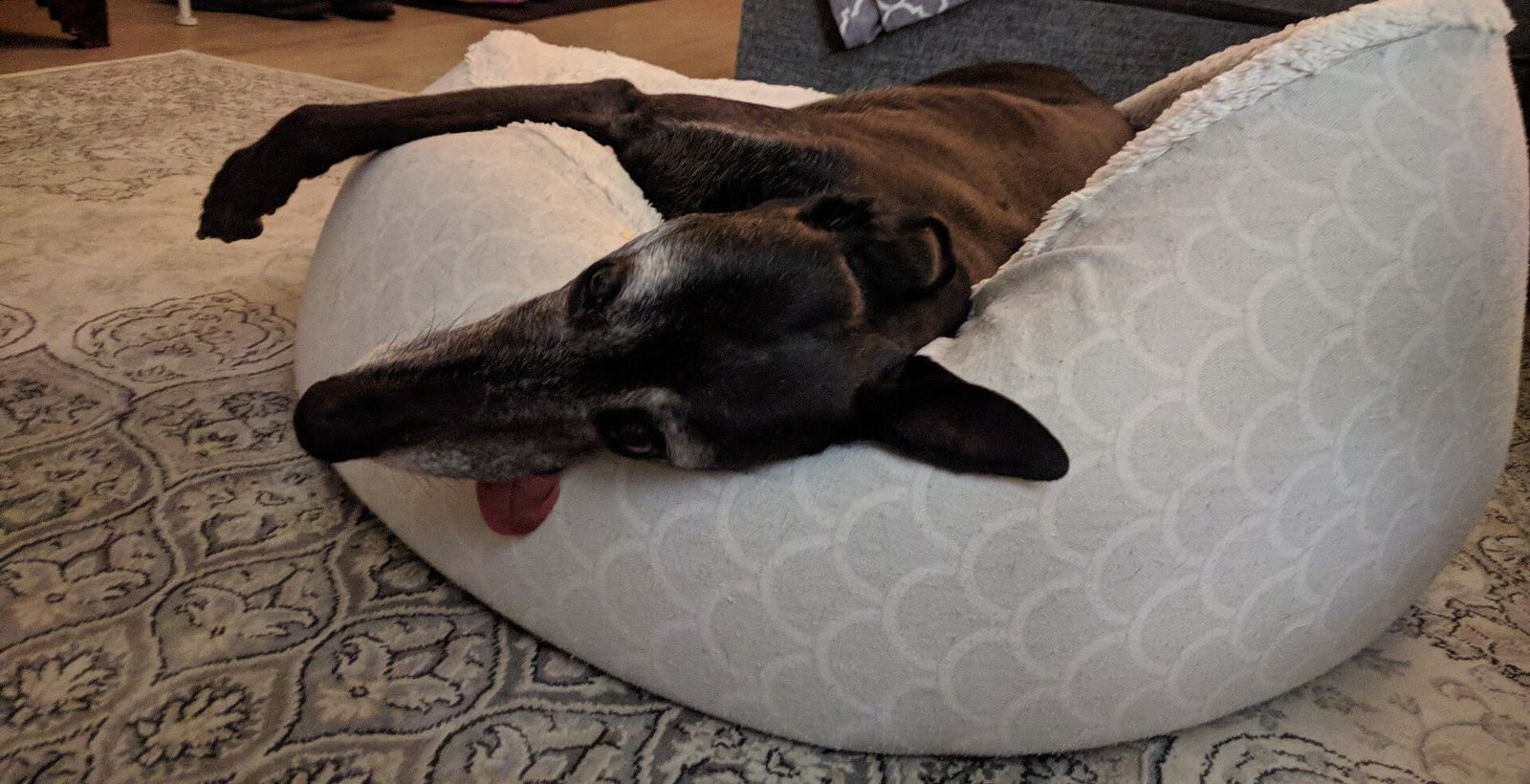 Galgo inmóvil boca arriba en una cama redonda, de noche