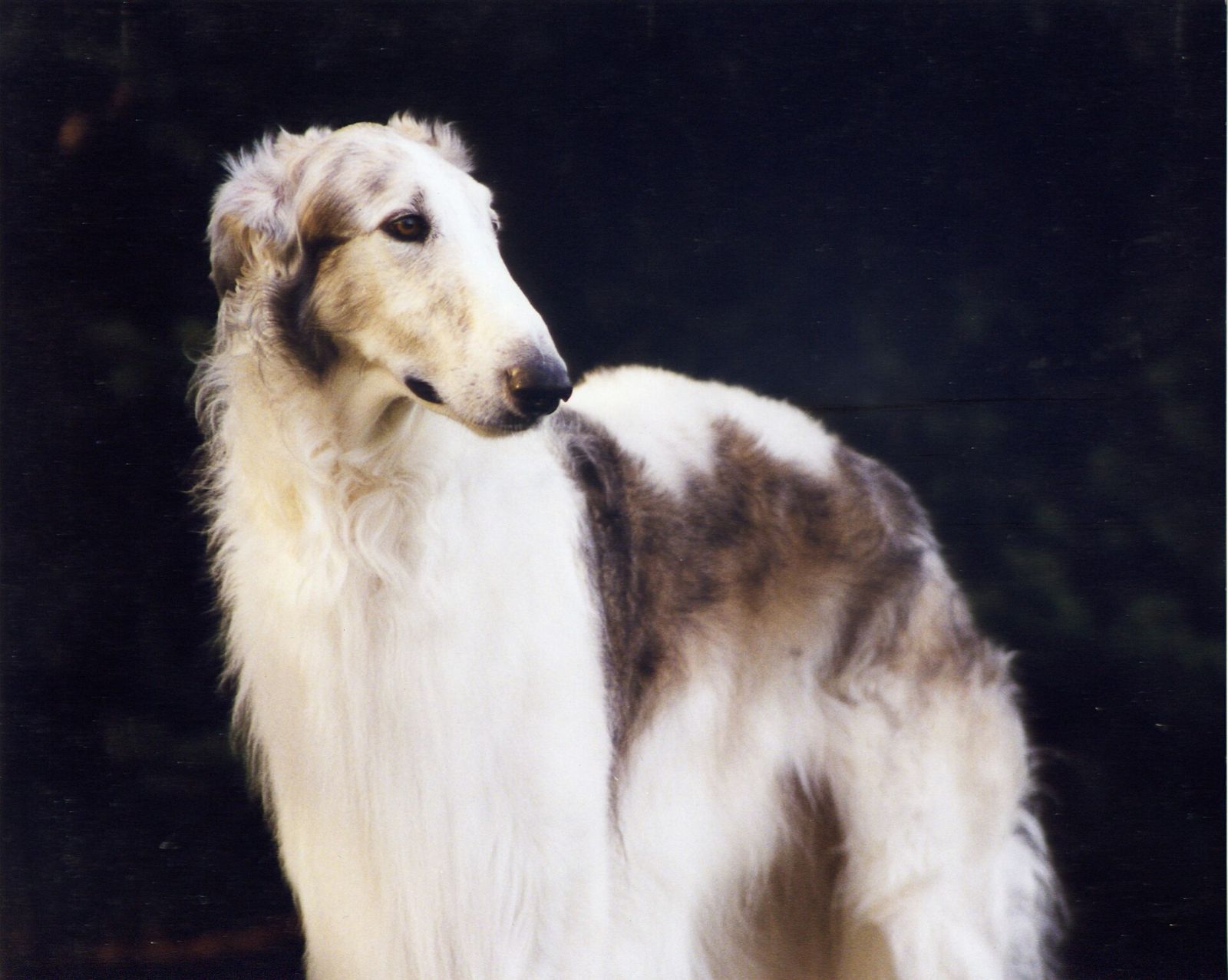Borzoi de perfil mirando hacia atrás, sobre fondo oscuro